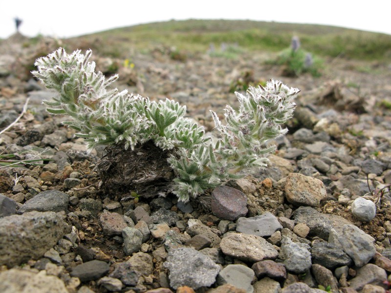 Aleutian Wormwood photo 4