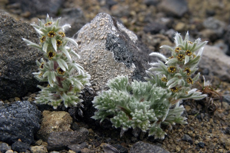 Aleutian Wormwood photo 5