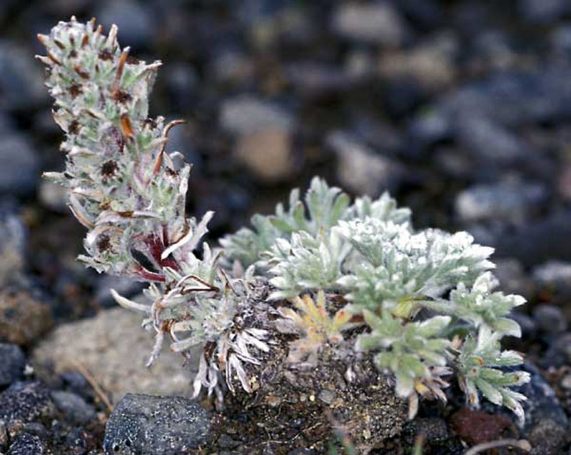 Aleutian Wormwood photo 6