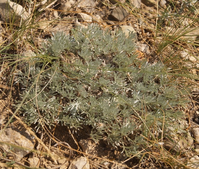Artemisia caucasica photo 3