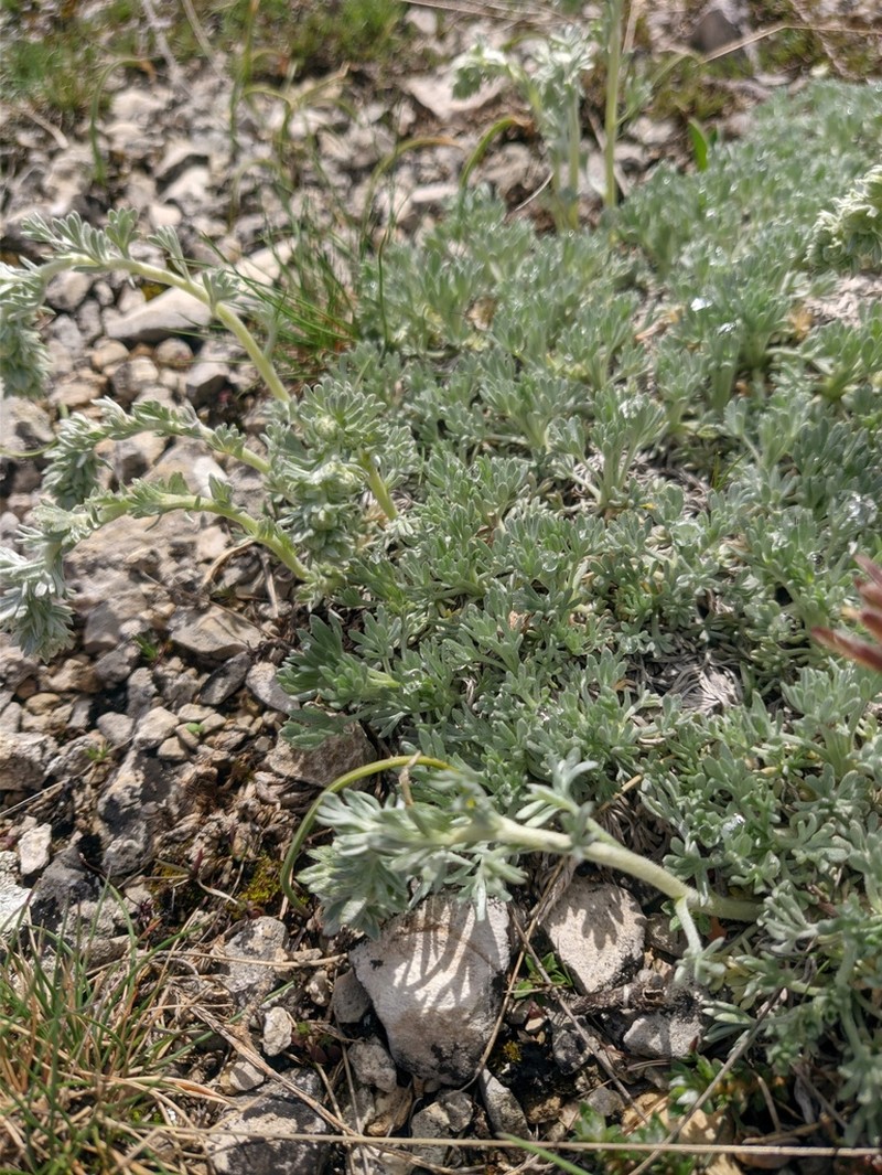 Artemisia caucasica photo 4