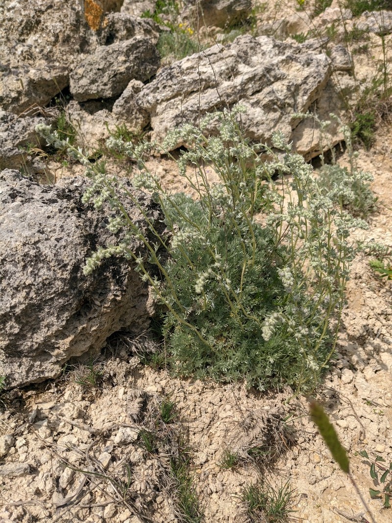 Artemisia caucasica photo 5