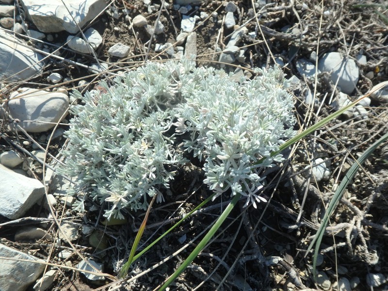 Artemisia caucasica photo 6