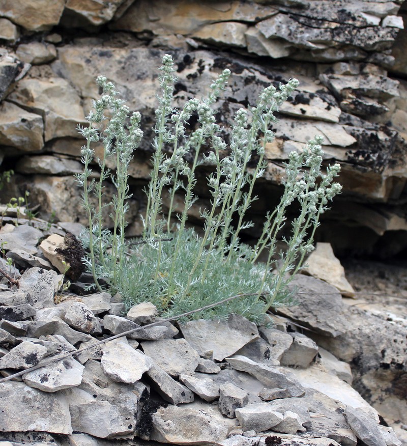 Artemisia caucasica photo 7