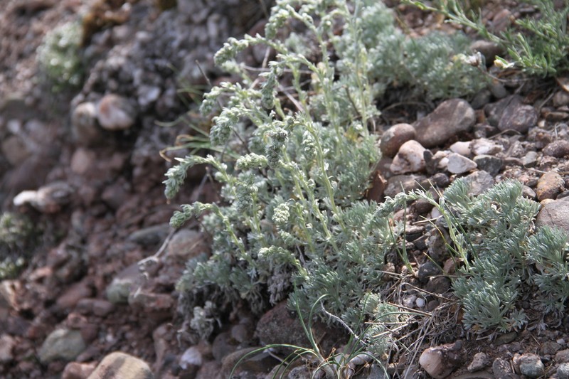 Artemisia caucasica photo 8