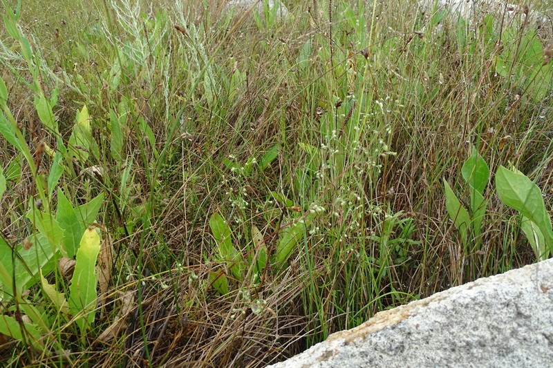 Artemisia anethifolia photo 2