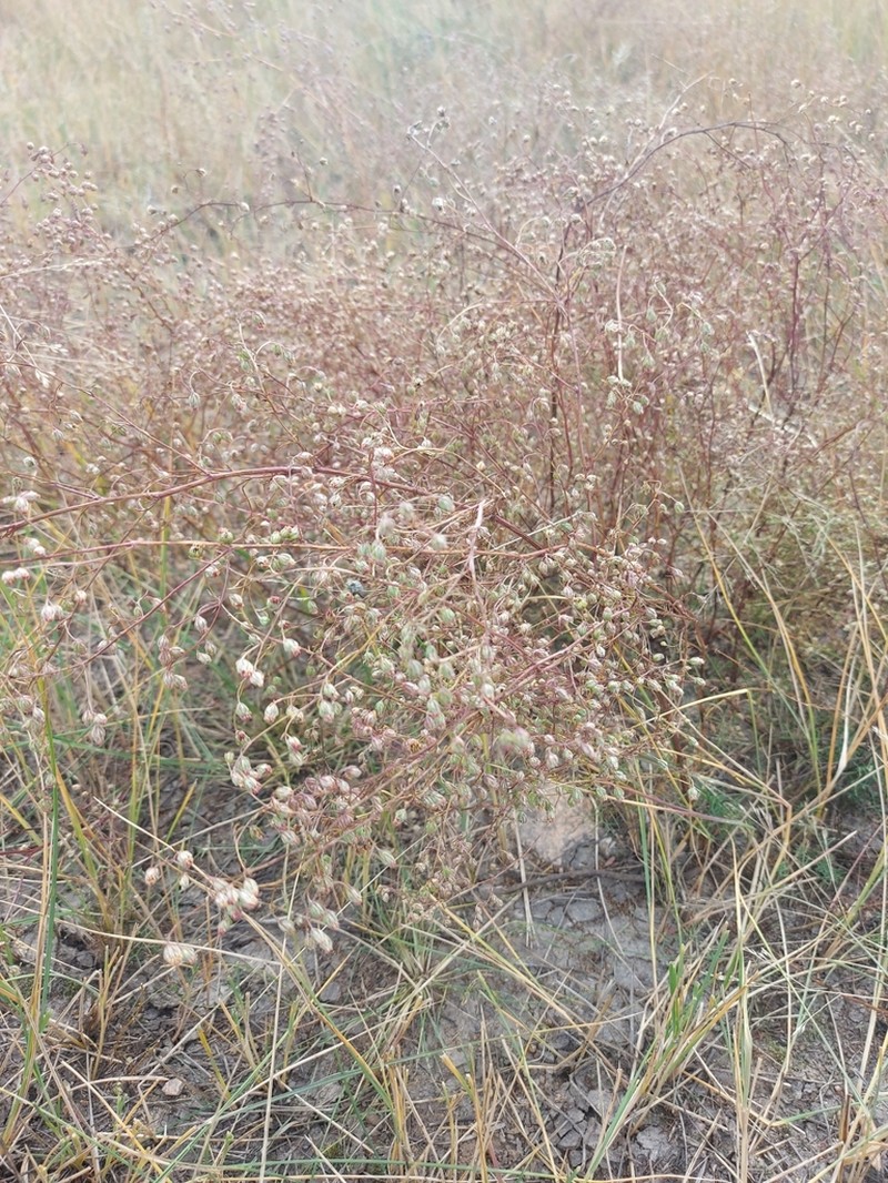 Artemisia anethifolia photo 3