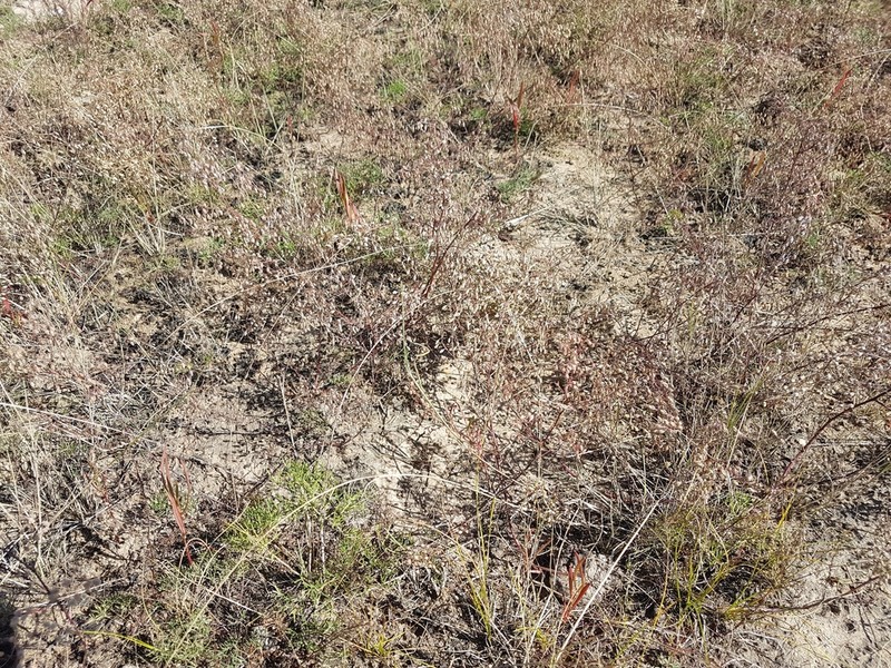 Artemisia anethifolia photo 4