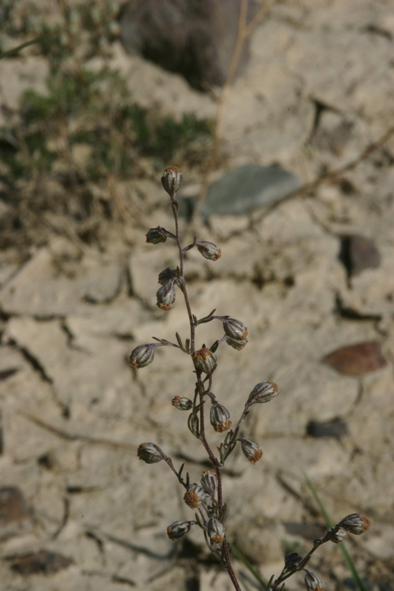 Artemisia anethifolia photo 6