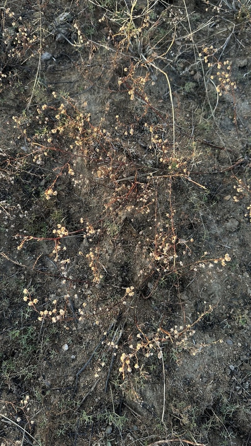 Artemisia anethifolia photo 7