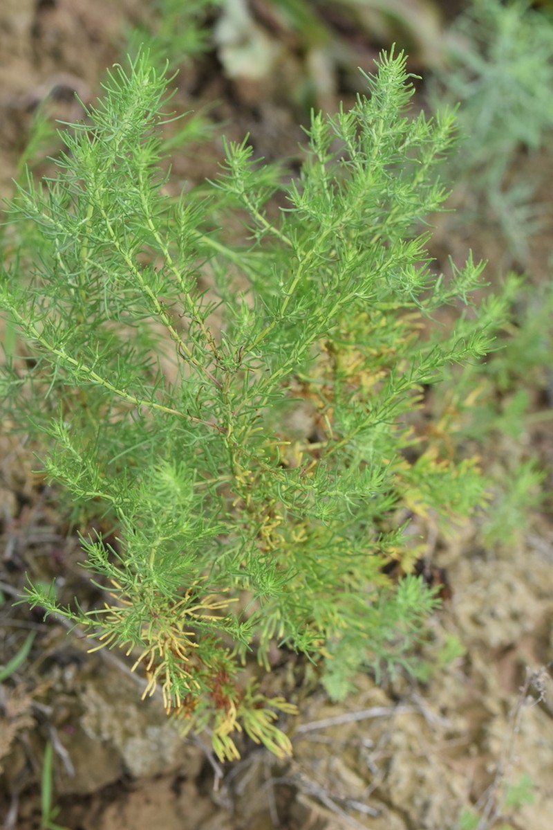 Artemisia anethoides photo 2