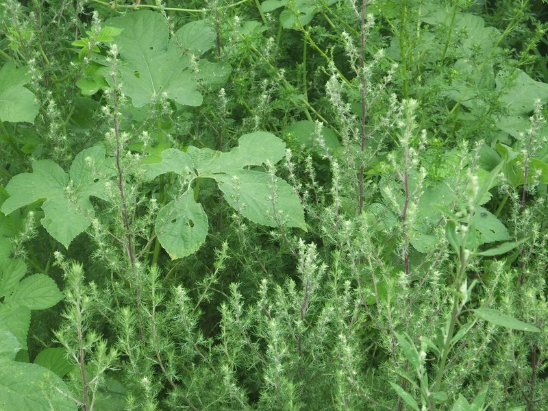 Artemisia anethoides photo 3