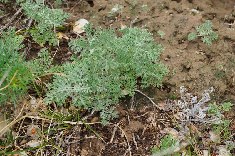 Artemisia anethoides photo 4