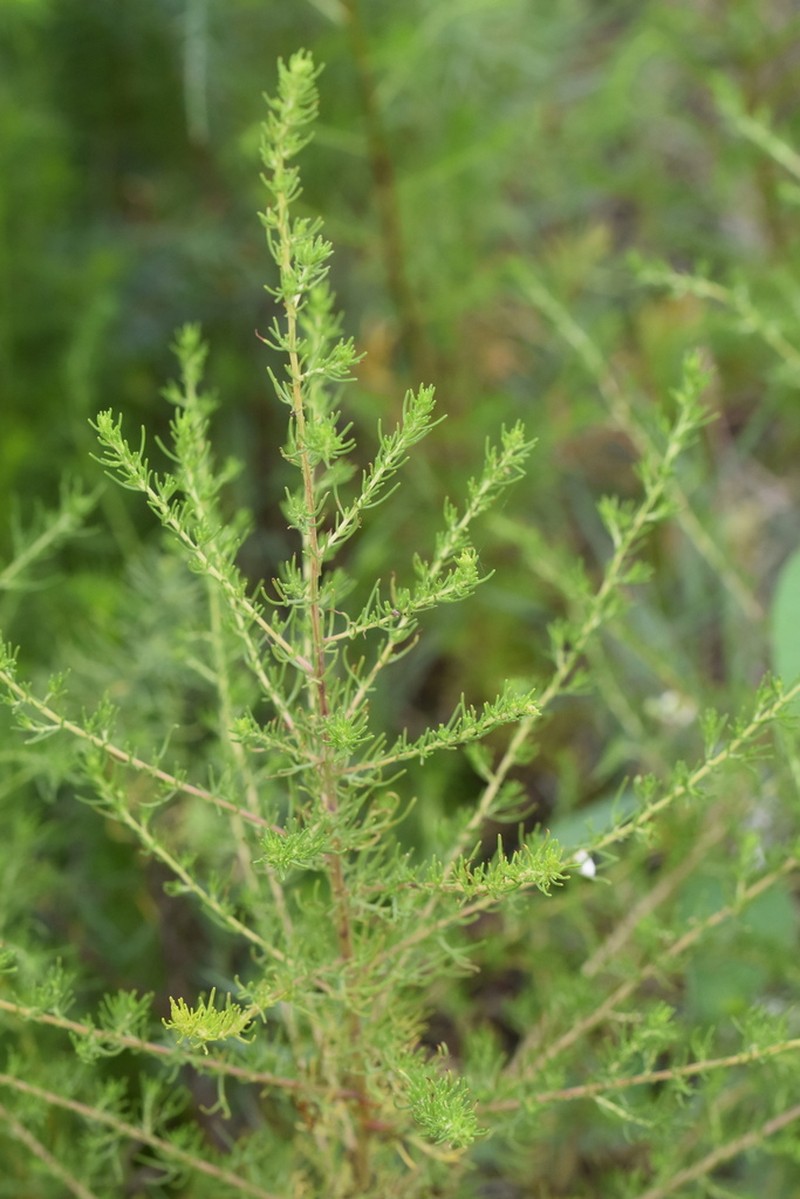 Artemisia anethoides photo 5