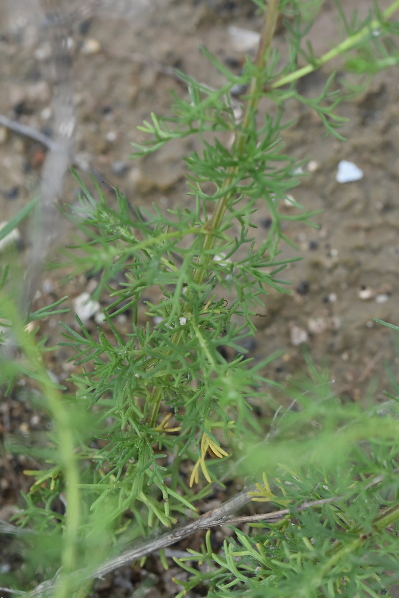 Artemisia anethoides photo 6
