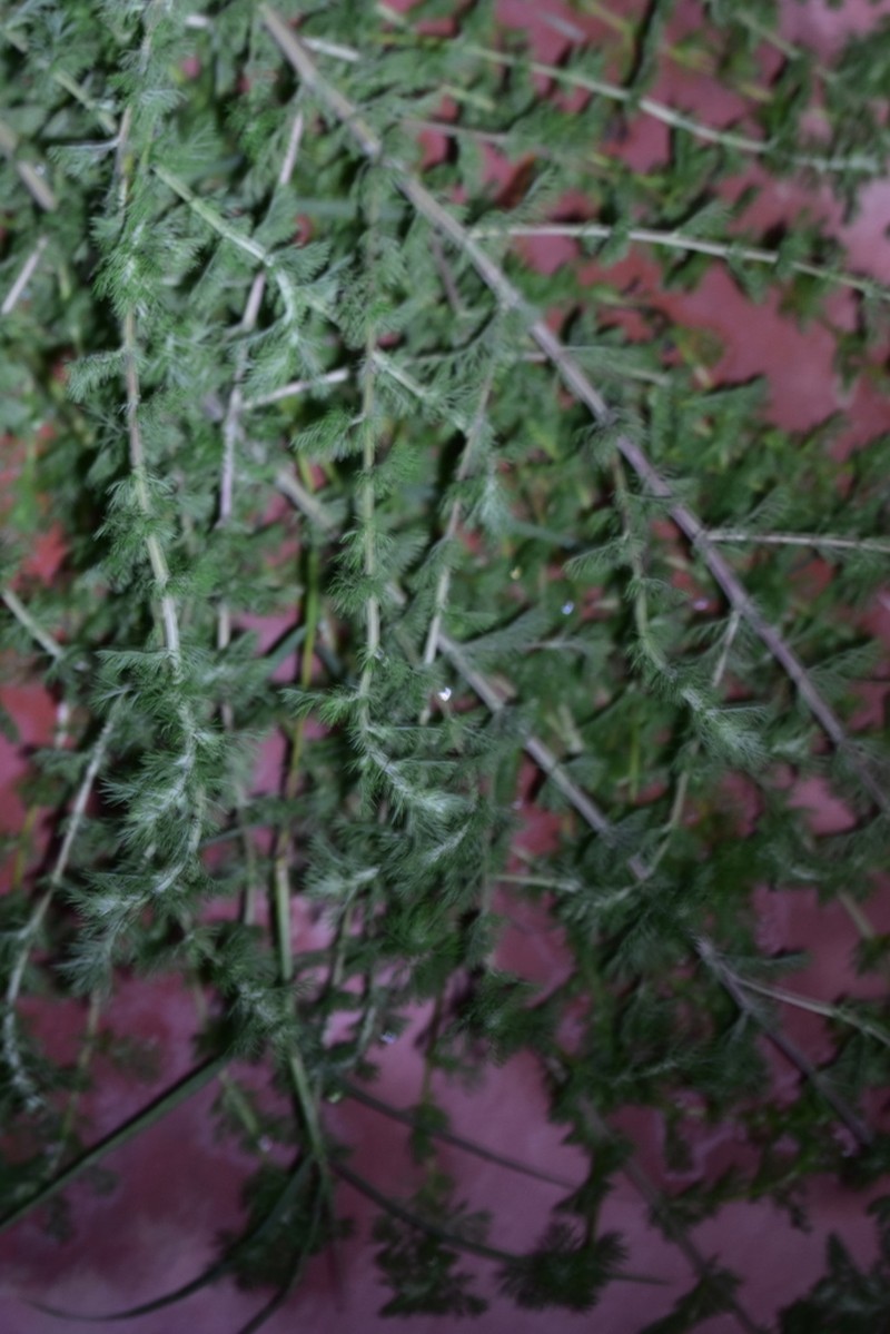 Artemisia anethoides photo 7