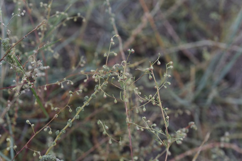Artemisia anethoides