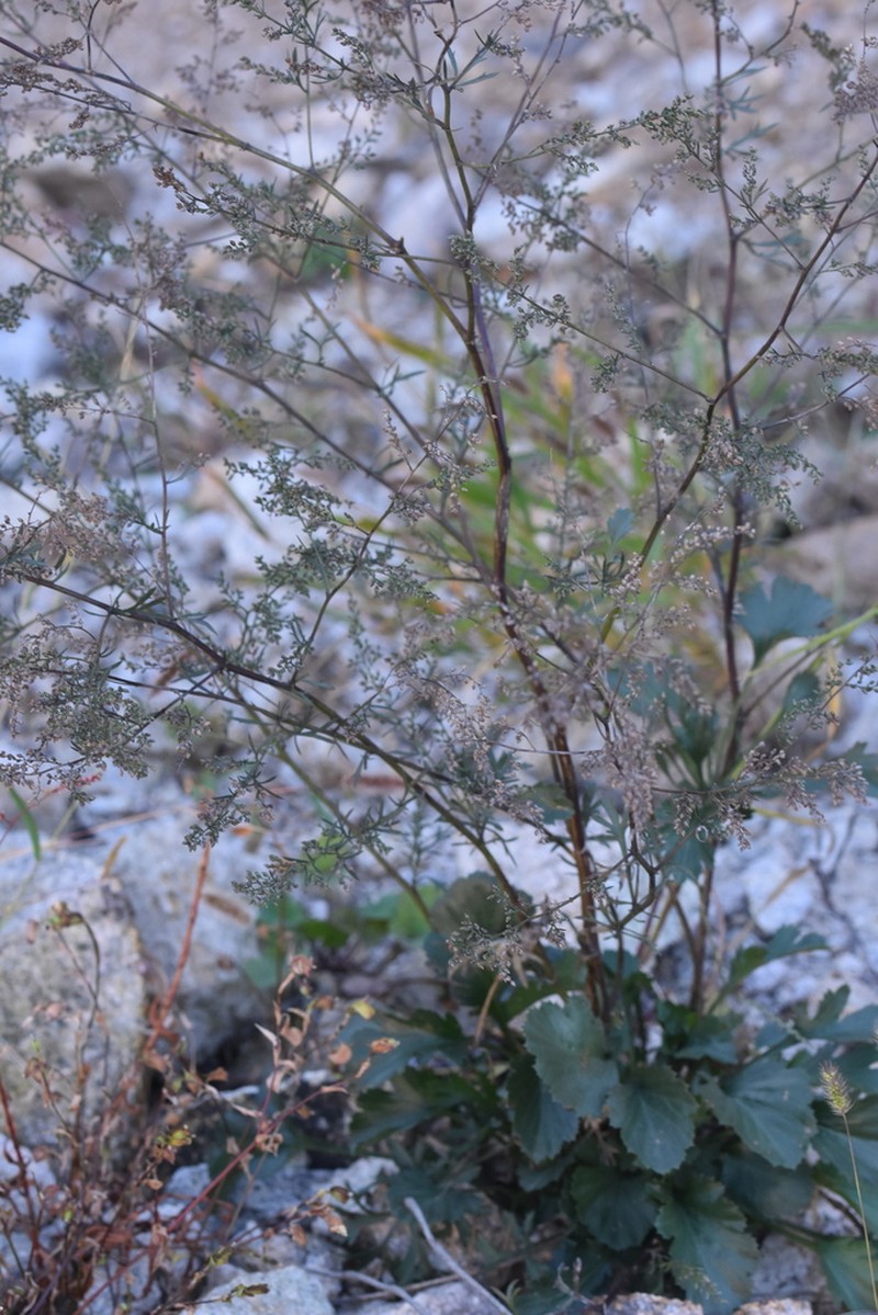Artemisia angustissima