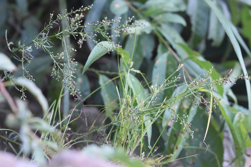 Artemisia angustissima photo 2