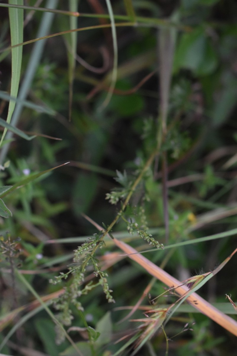 Artemisia angustissima photo 3