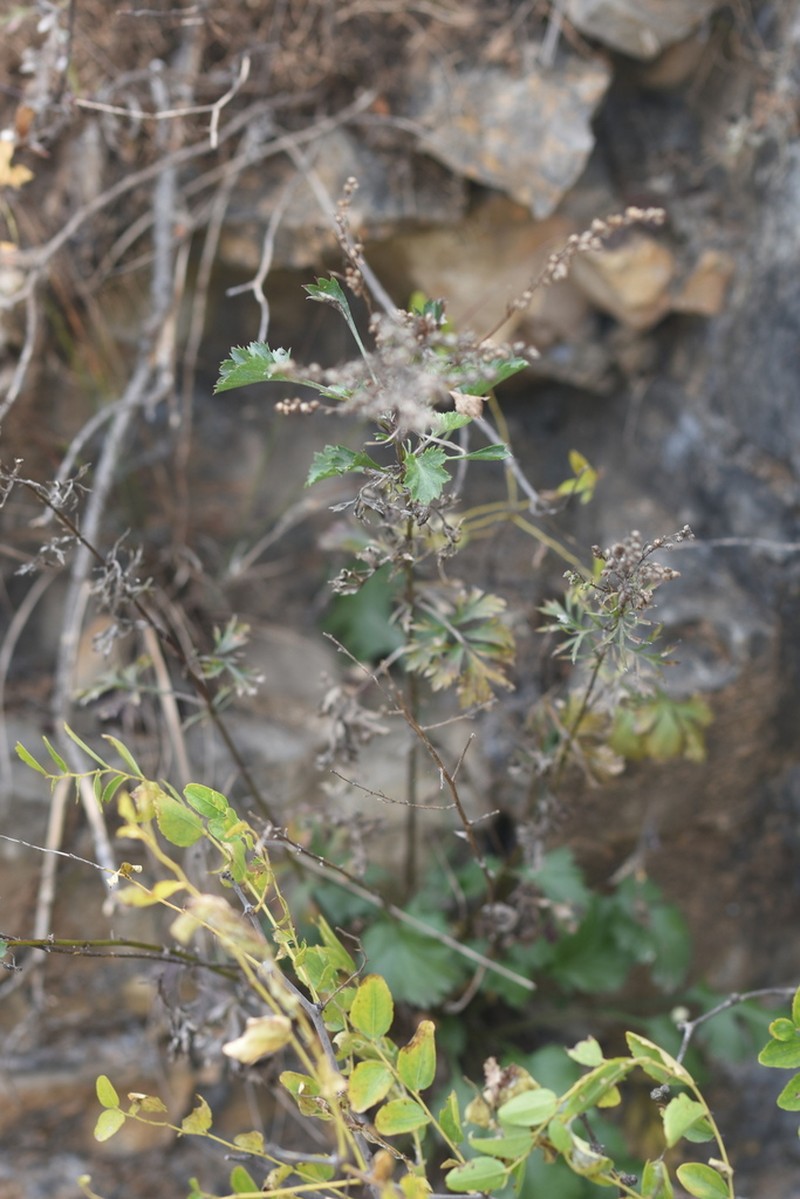 Artemisia angustissima photo 4