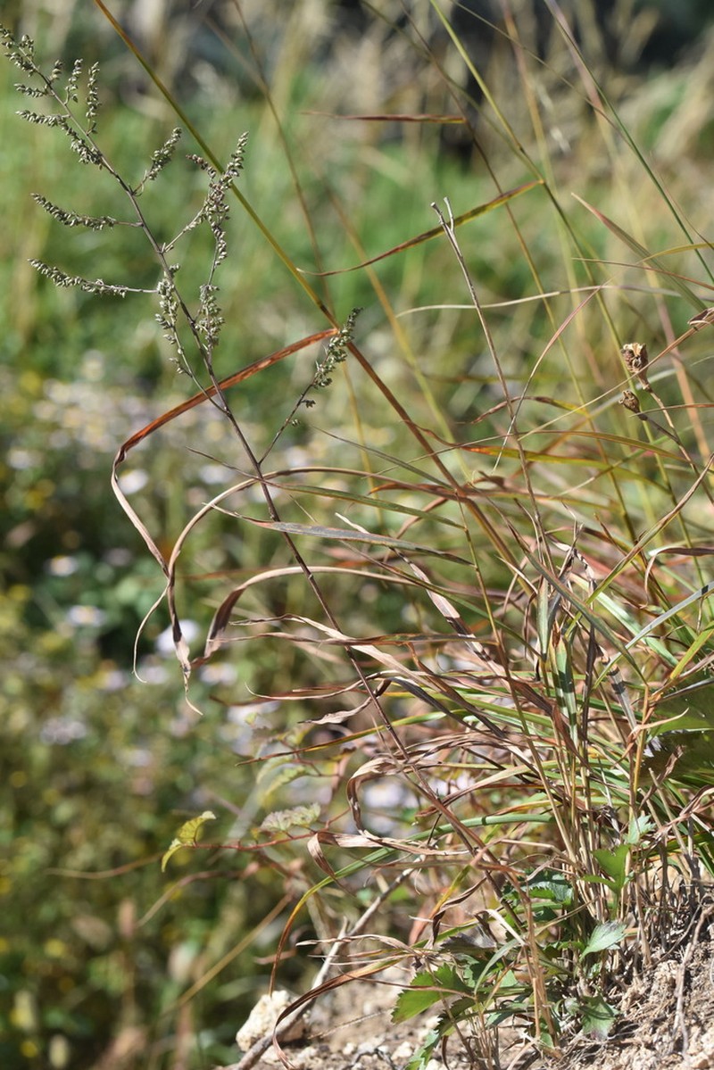 Artemisia angustissima photo 5