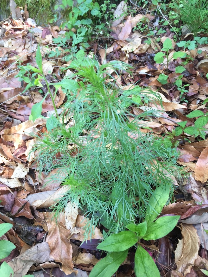 Artemisia angustissima photo 6
