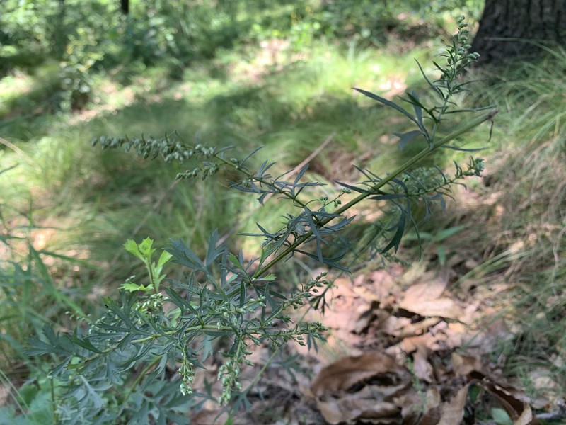 Artemisia angustissima photo 7