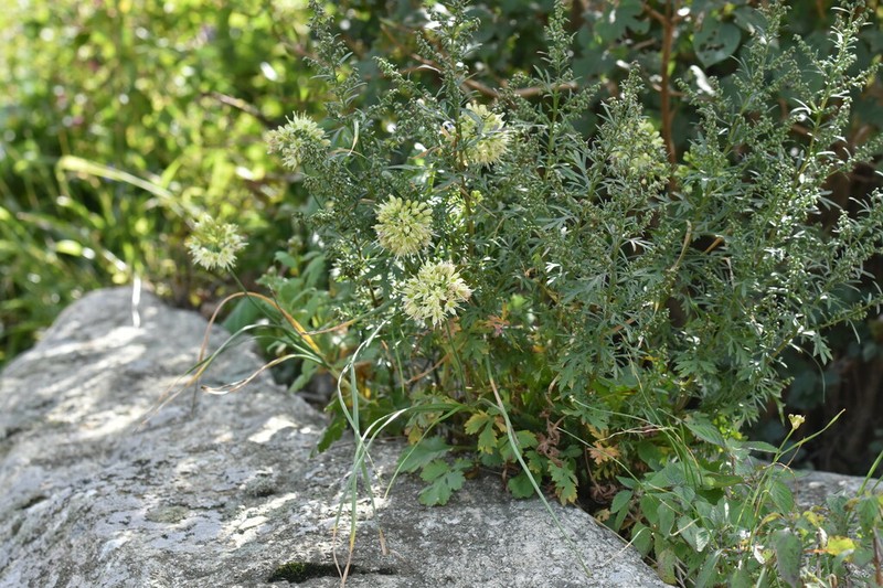 Artemisia angustissima photo 8