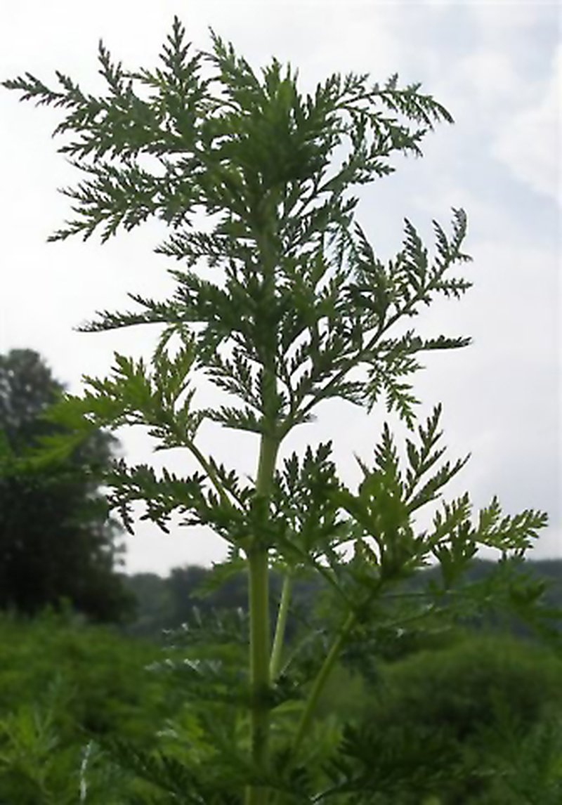 Sweet Sagewort photo 2