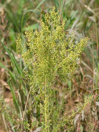 Sweet Sagewort