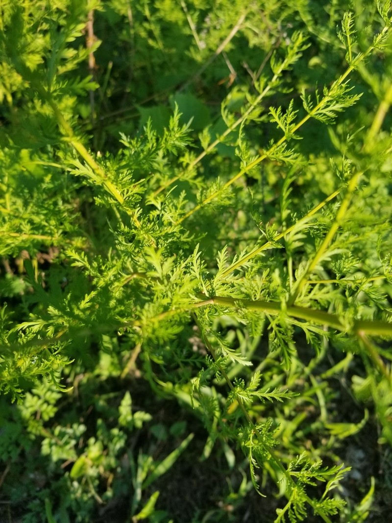 Sweet Sagewort photo 5