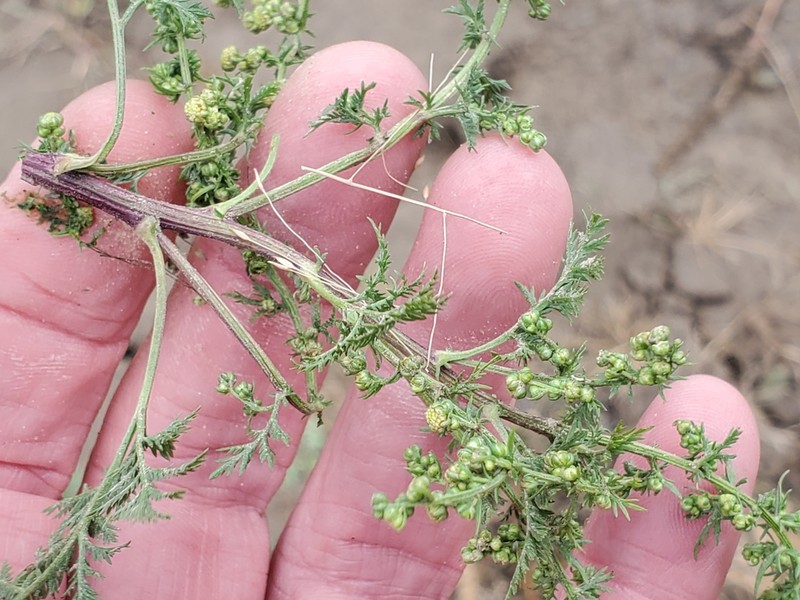 Sweet Sagewort photo 6