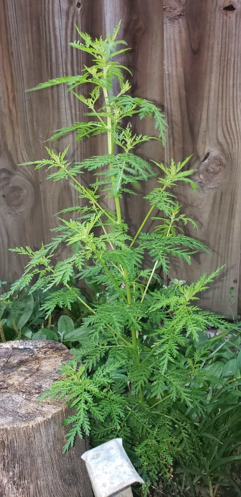 Sweet Sagewort photo 7