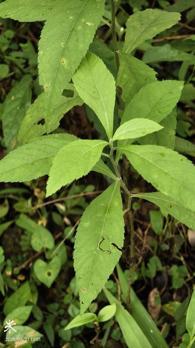 Artemisia anomala