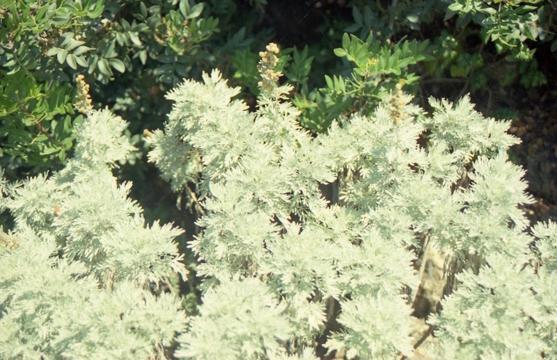 Artemisia arborescens photo 2
