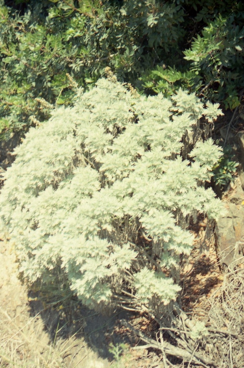 Artemisia arborescens photo 3