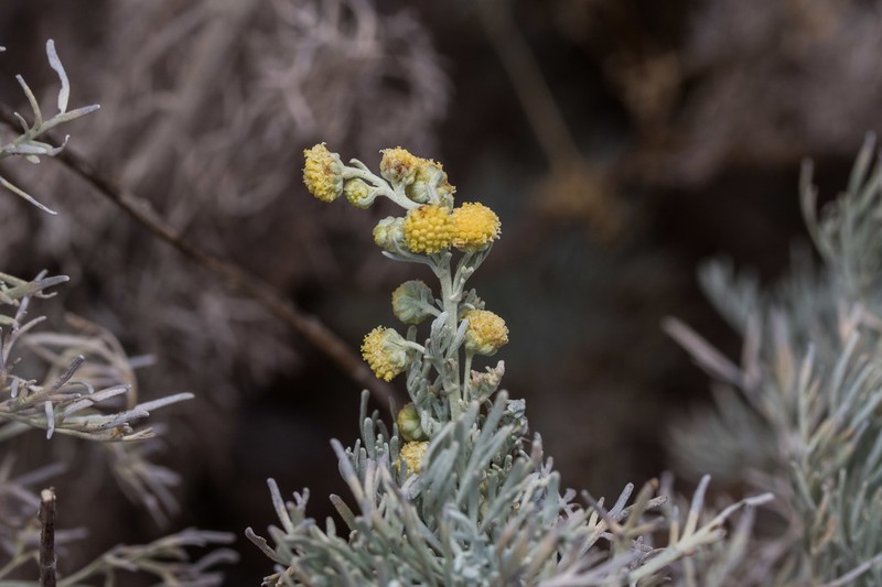 Artemisia arborescens photo 4