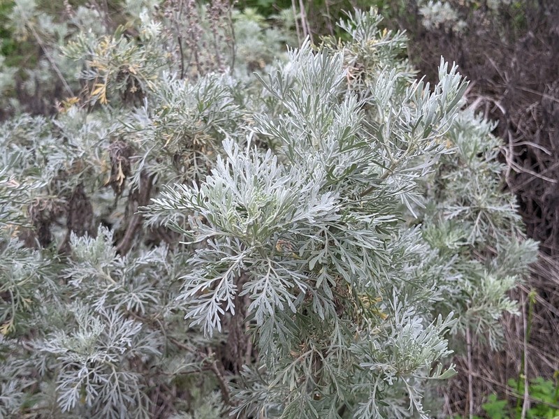 Artemisia arborescens photo 5