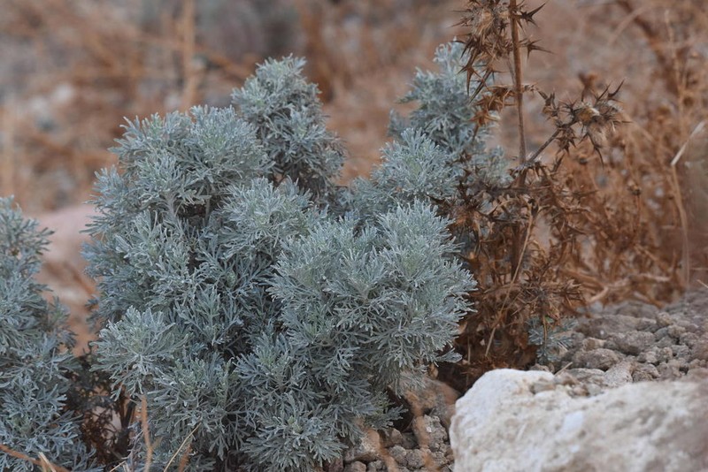 Artemisia arborescens photo 6