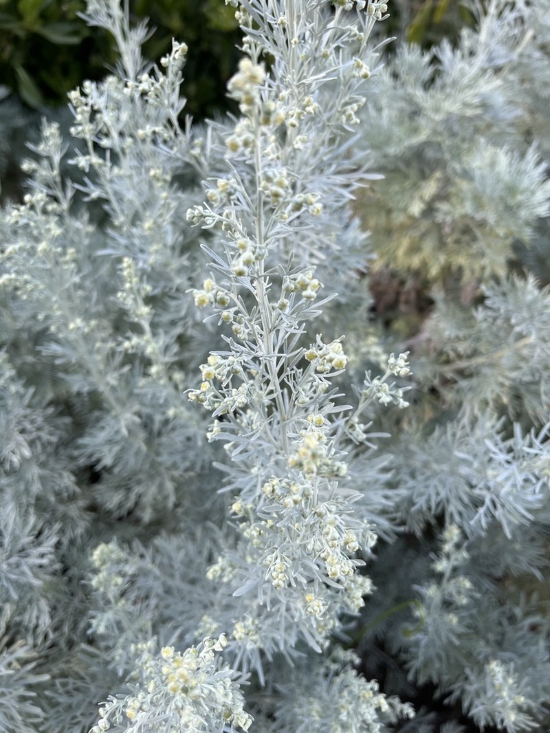 Artemisia arborescens photo 7