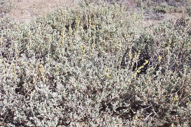 Little Sagebrush