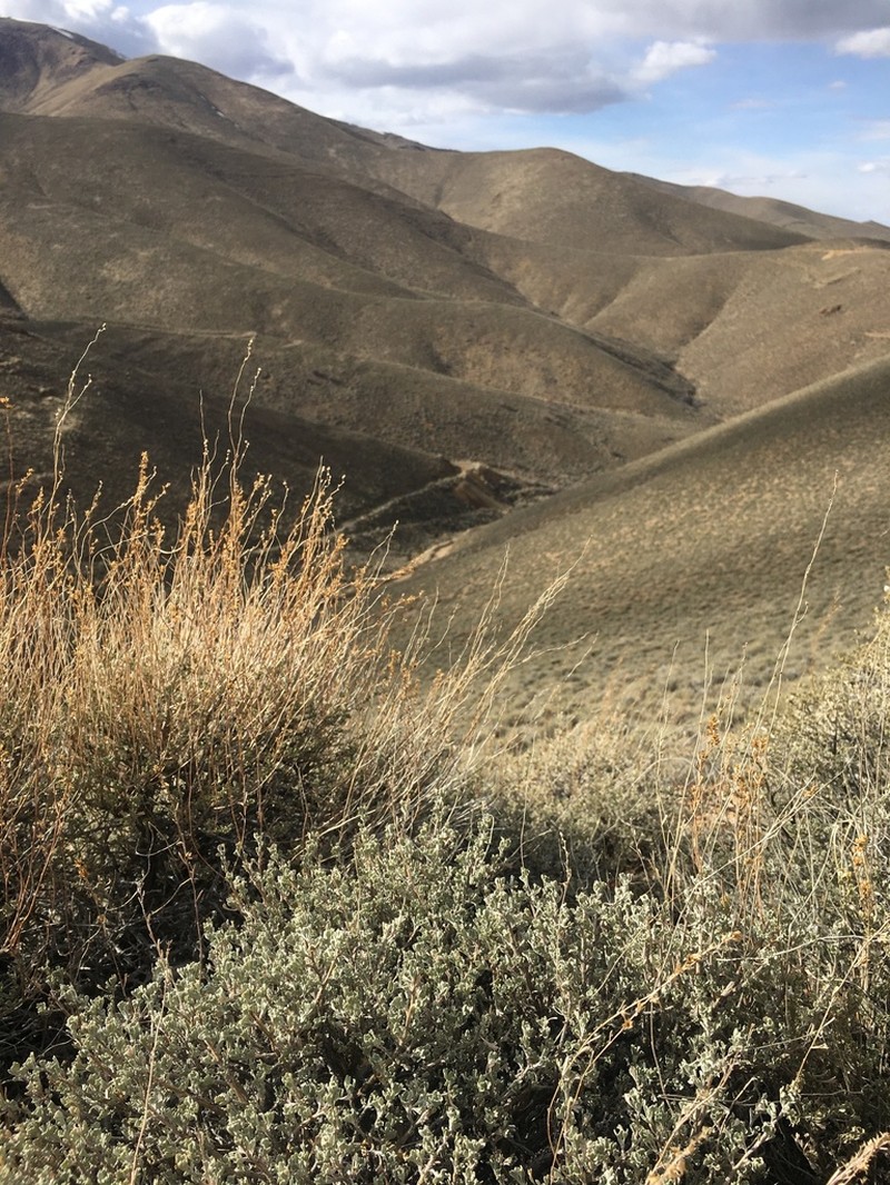 Little Sagebrush photo 3