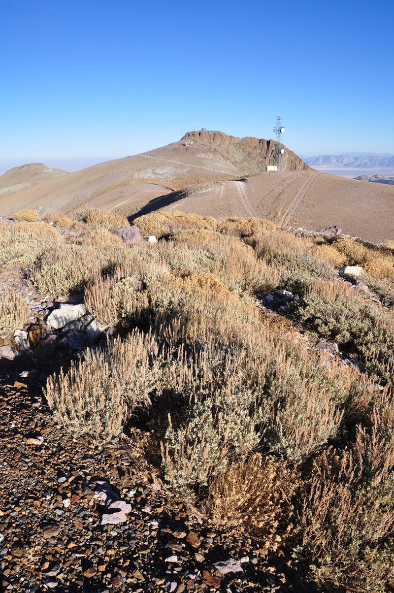 Little Sagebrush photo 4