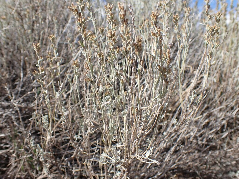 Little Sagebrush photo 5