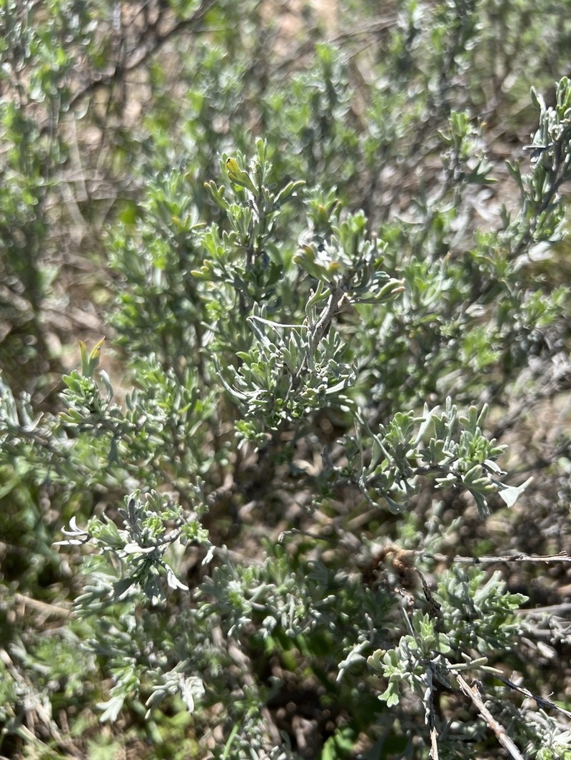 Little Sagebrush photo 6
