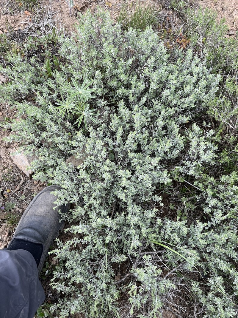 Little Sagebrush photo 7
