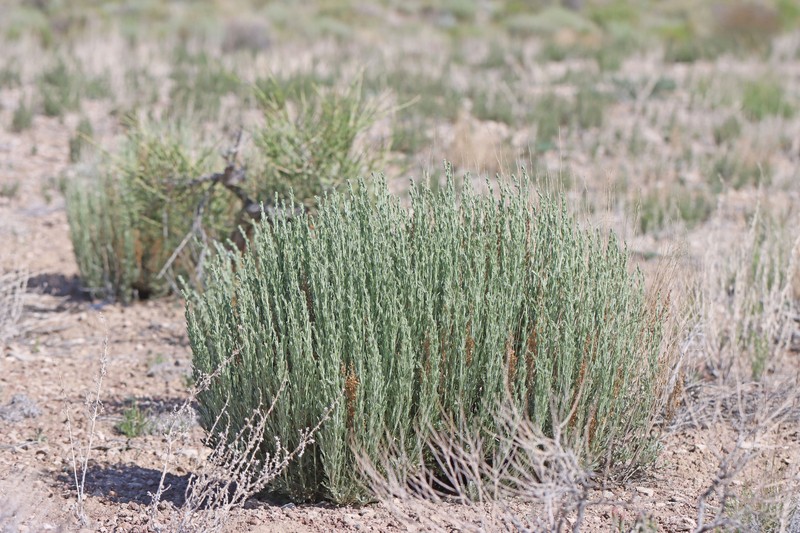 Artemisia arbuscula subsp. arbuscula