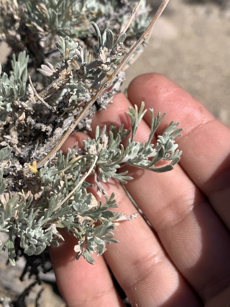 Artemisia arbuscula subsp. arbuscula photo 2