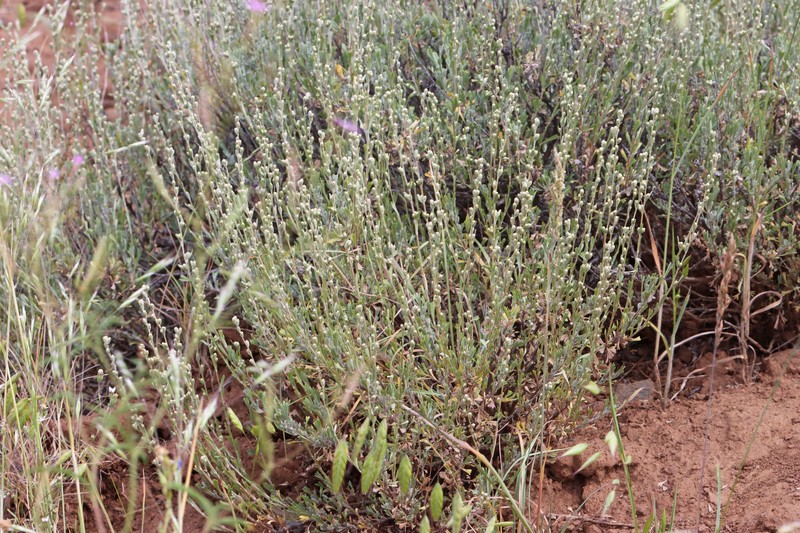 Artemisia arbuscula subsp. arbuscula photo 3